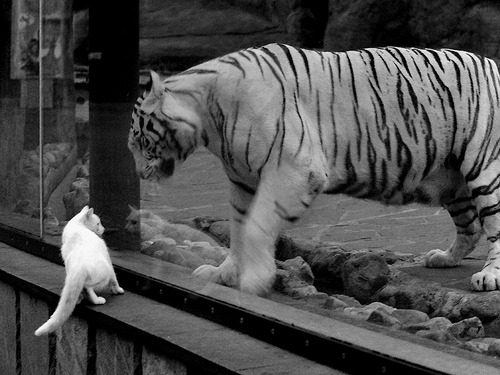 双线对决，诺里斯的火热方向盘与策略墙上的静默厮杀