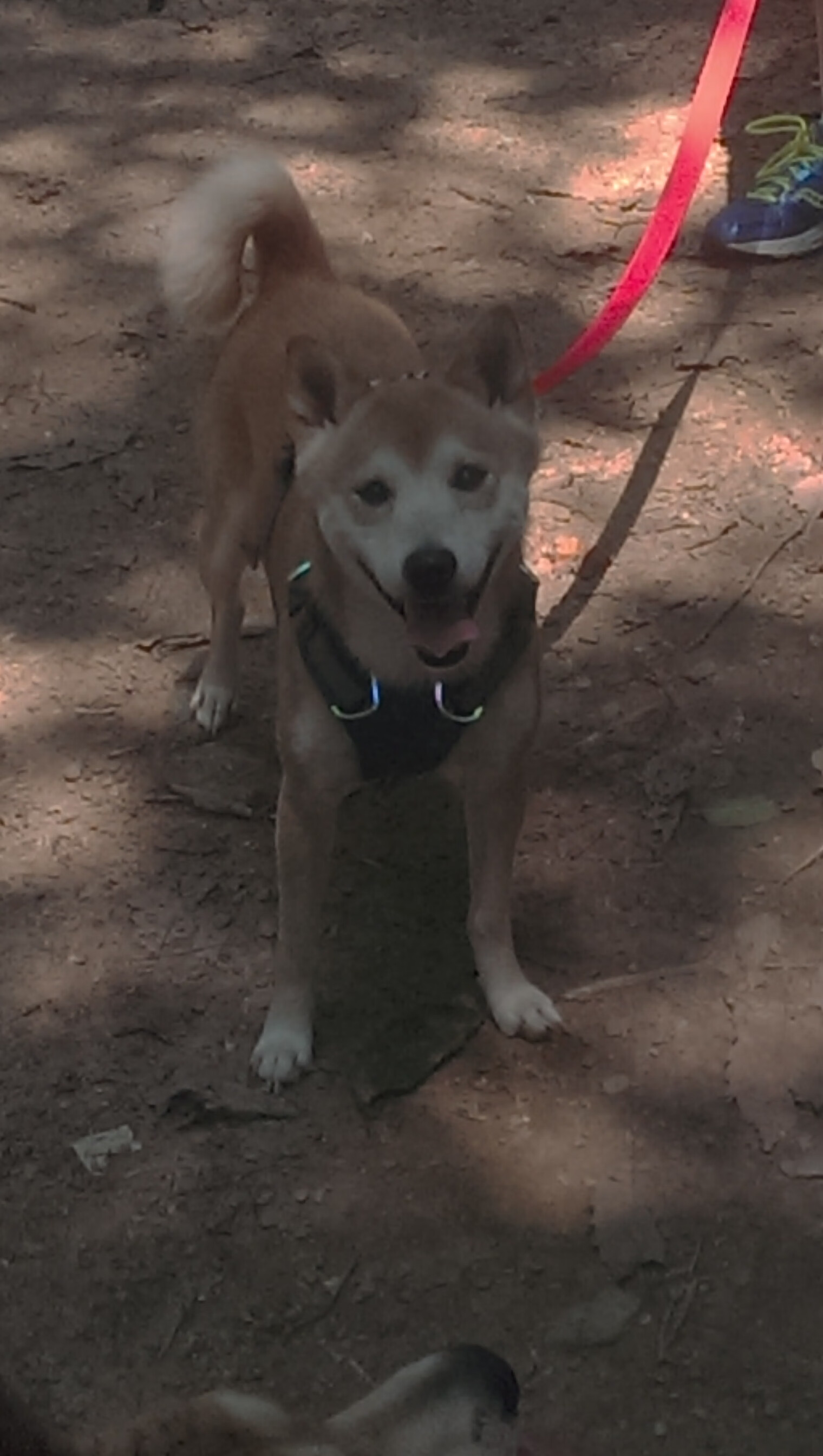 当詹姆斯·哈登笑着说出我回来了—一位质疑者的心路转变