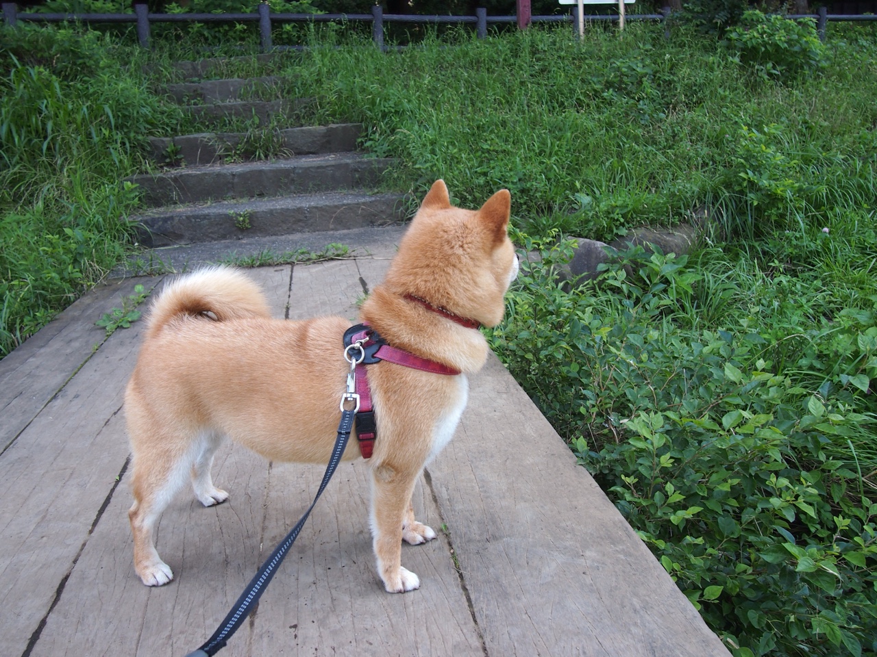 双城记，鹈鹕啄碎纽约旧梦，库里在另一片战场铸就永恒传奇