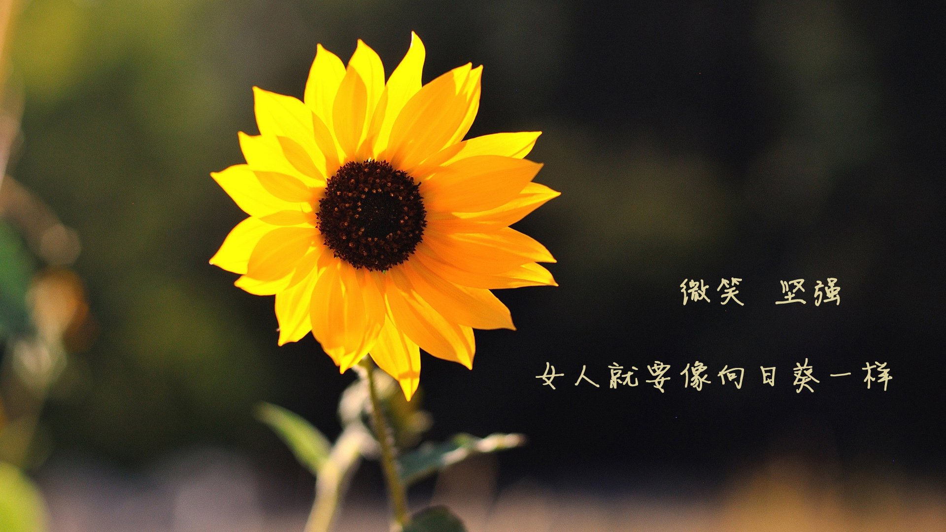 开云体育平台APP-速度与篮筐的碰撞，F1新赛季揭幕战轰鸣中，尼克斯跨洋击溃上海队