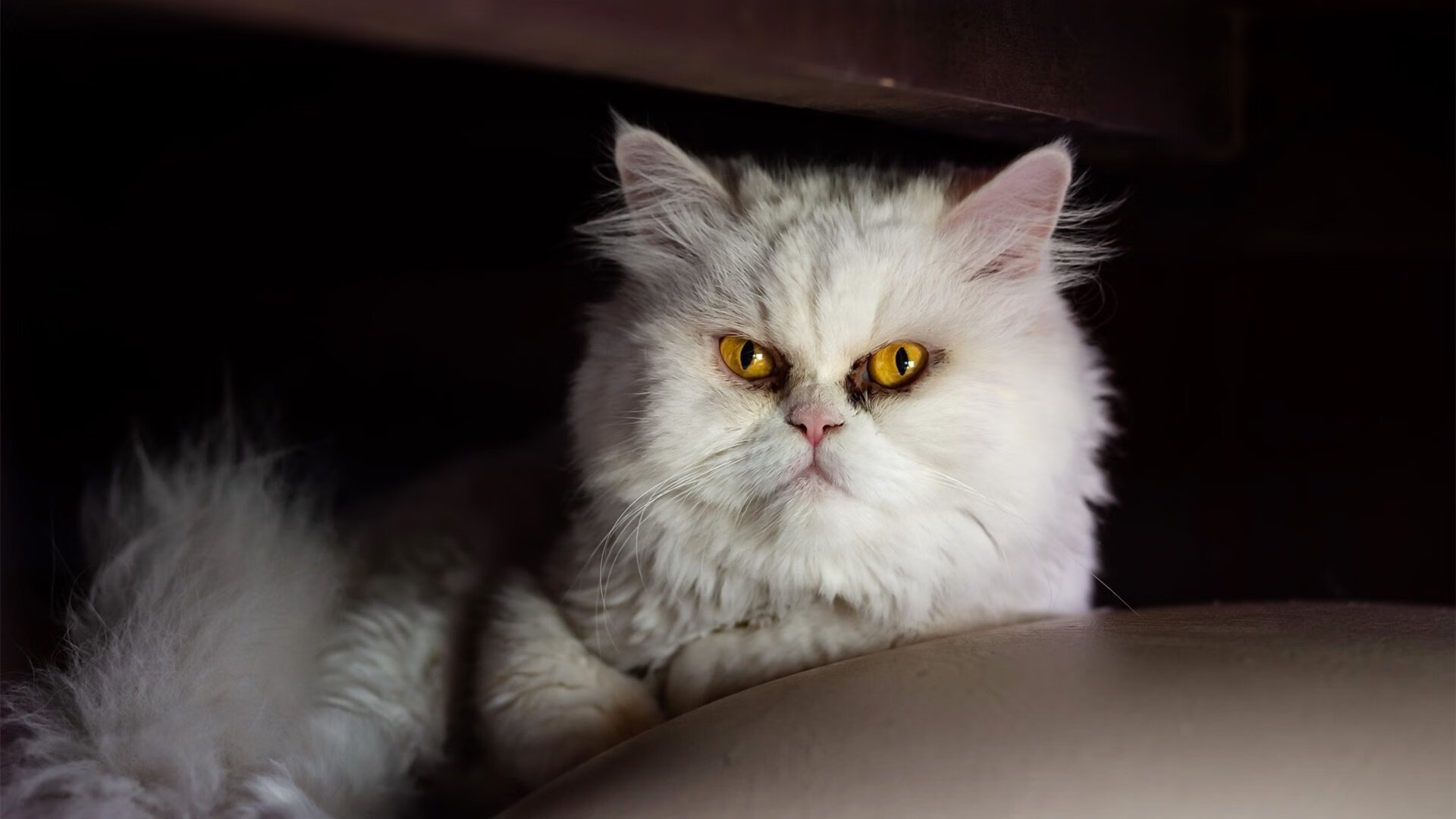 开云sport-欧冠半决赛焦点战，新西兰业余队爆冷击败莱比锡红牛，创造历史