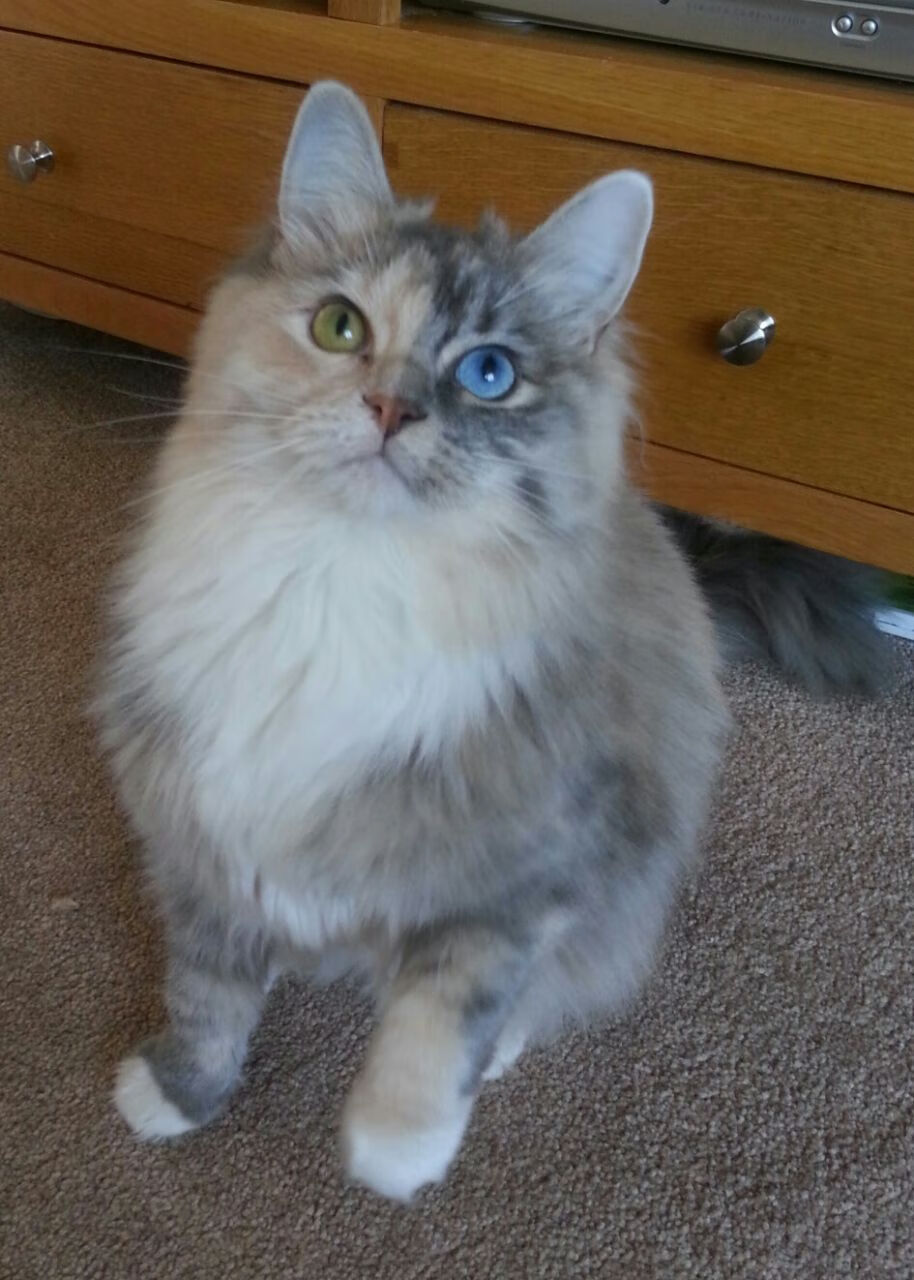 开云sport-意甲焦点战背后的全球棋局，塞维利亚如何制霸牙买加足球版图