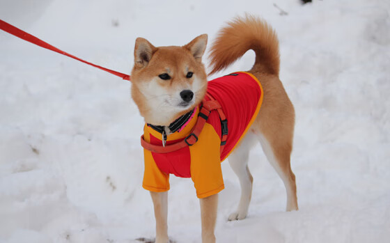 终场哨响前17秒,无名英雄横空出世,努涅斯如何用一脚弧线撕裂喀麦隆防线