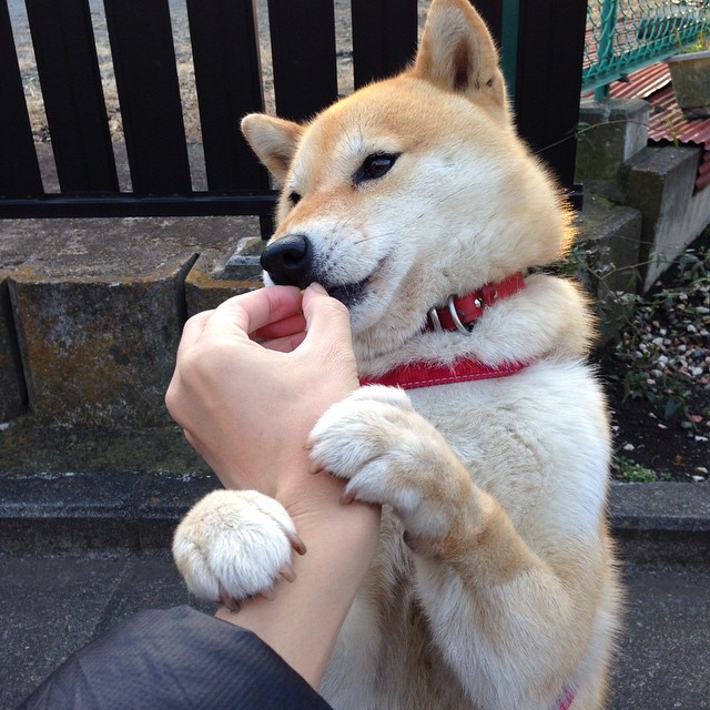 红色迷雾中的维也纳子弹,当阿拉巴在梦剧场射出决定性的弧线