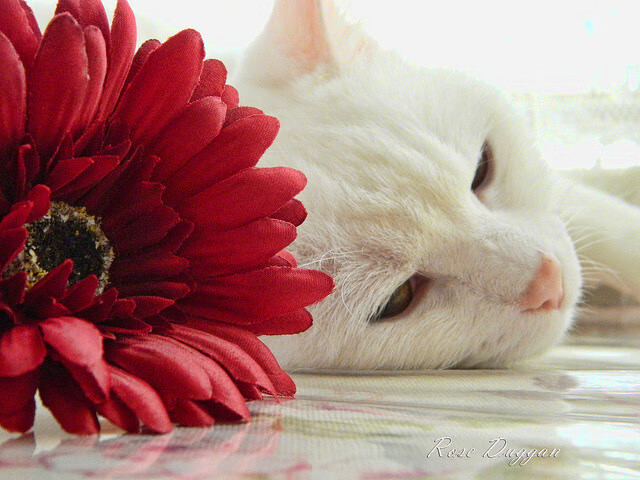 一球定乾坤，英格拉姆压哨绝杀，雄鹿惊险逆转篮网