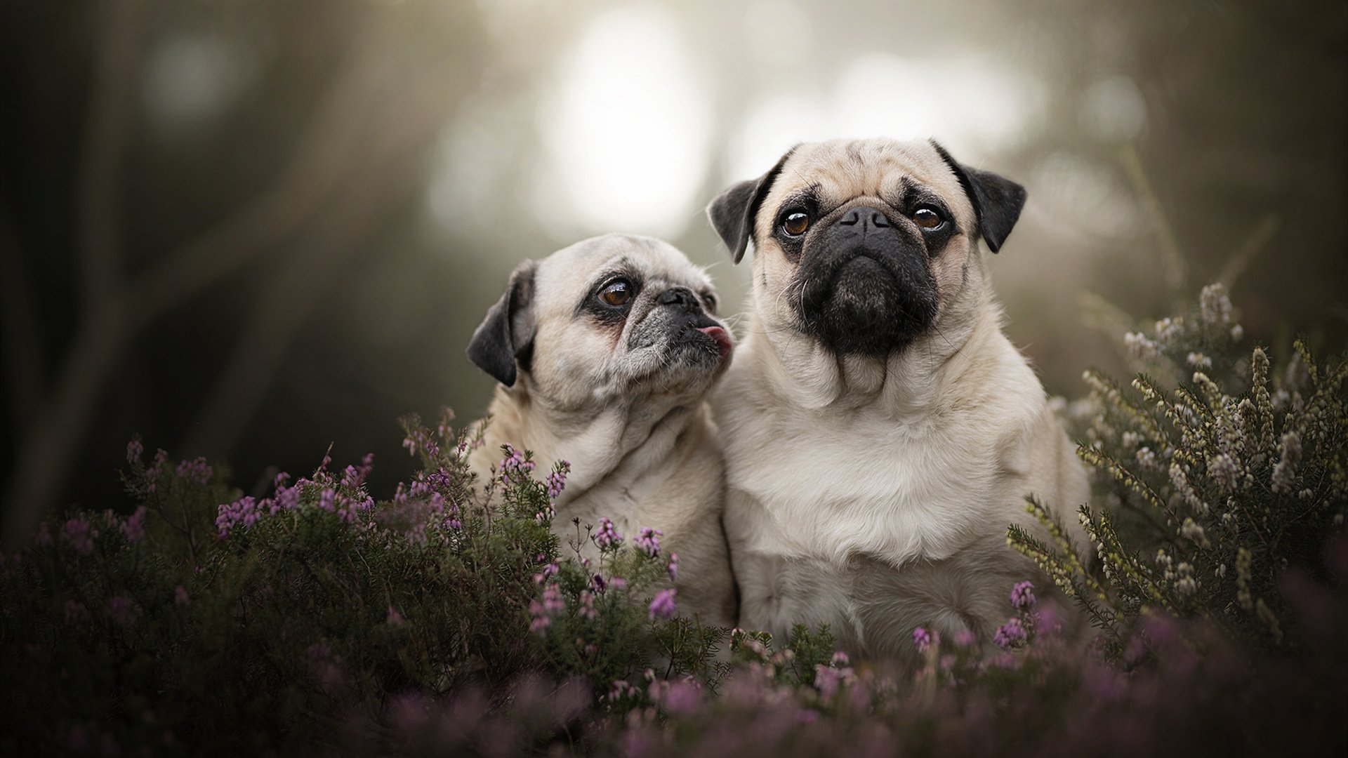 当唯一性失效时，一场意甲焦点战的非典型解构