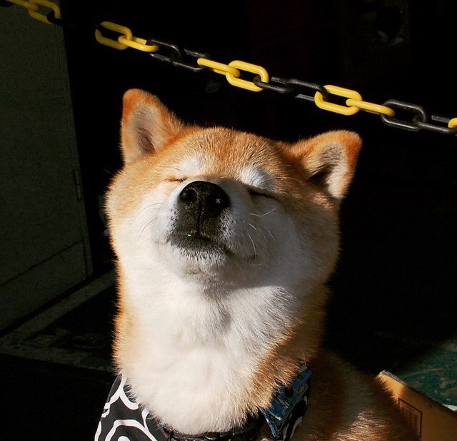 NBA季后赛之夜，当锡安的每一次起跳都是破茧之声