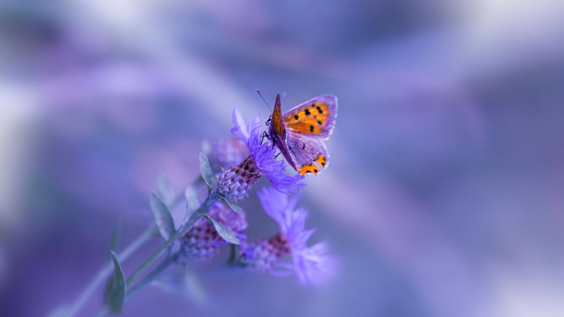 神祇降临，当C罗在玻利维亚对阵委内瑞拉的球场上空高能输出