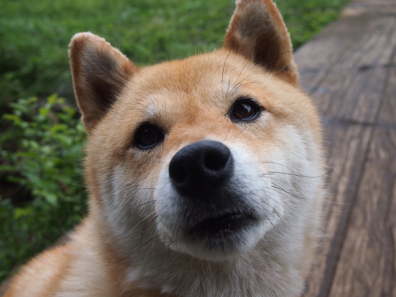 世界杯之夜的孤胆英雄，东契奇的胜负手传奇