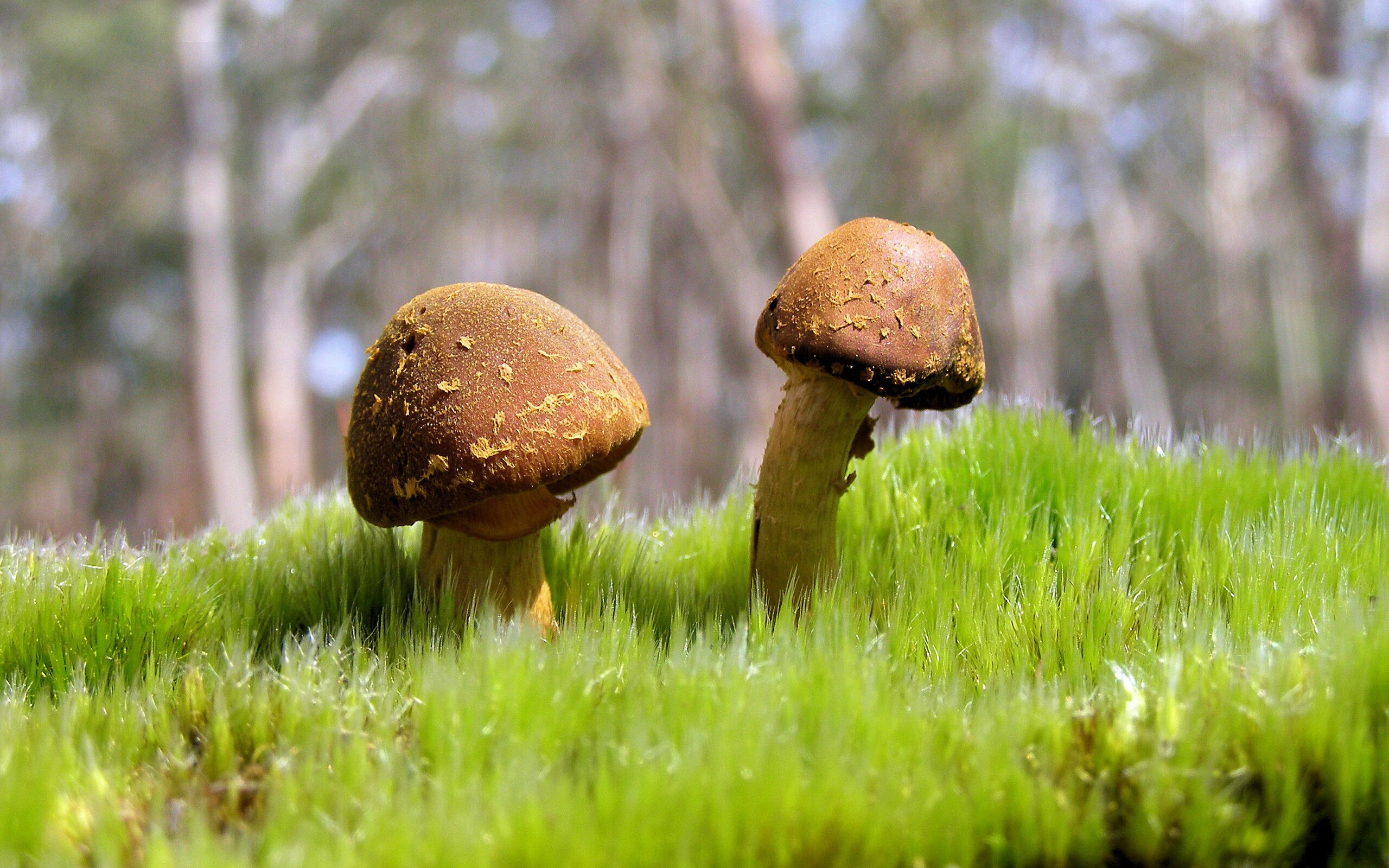 双线爆发，哈利伯顿神迹与辽宁队绝境突围背后的关键战气质